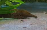 Rhamphichthys Rostratus